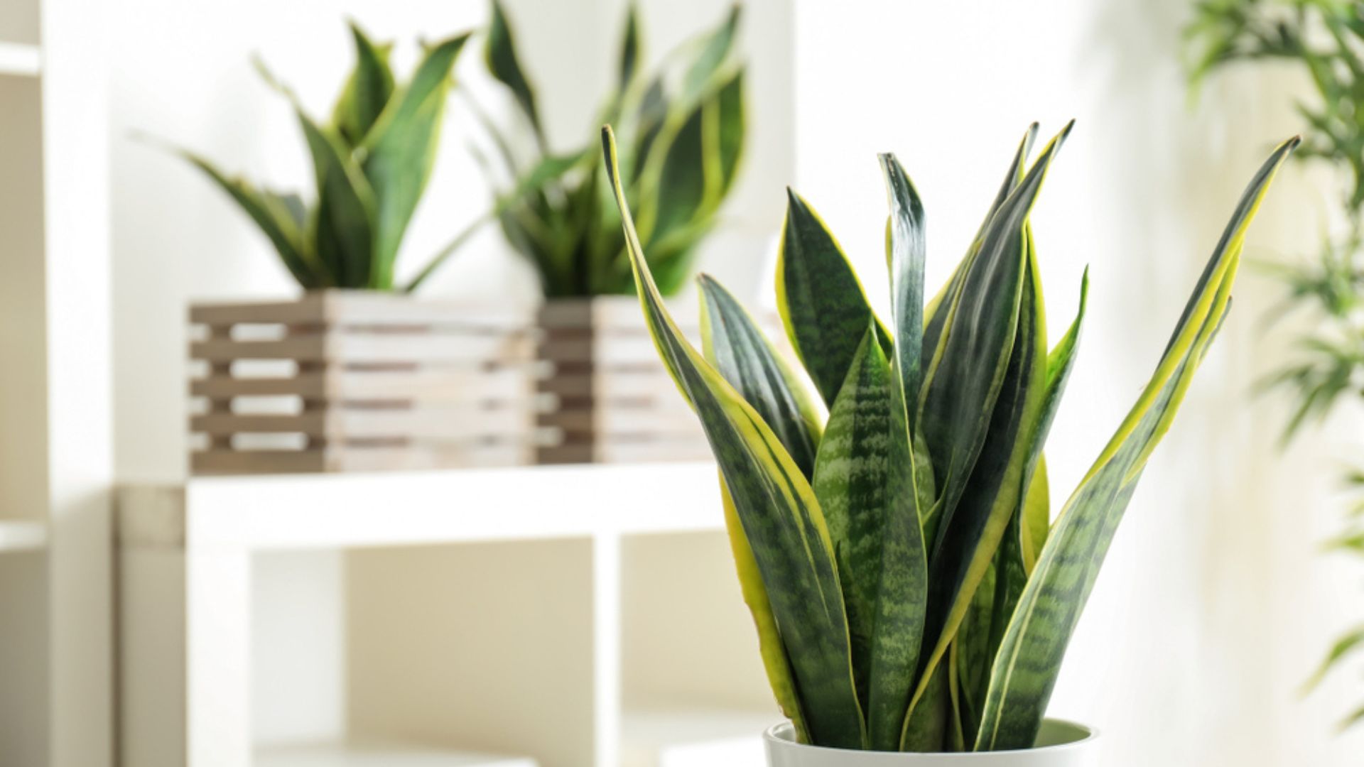 33 Houseplants That Will Up Your Feng Shui Game