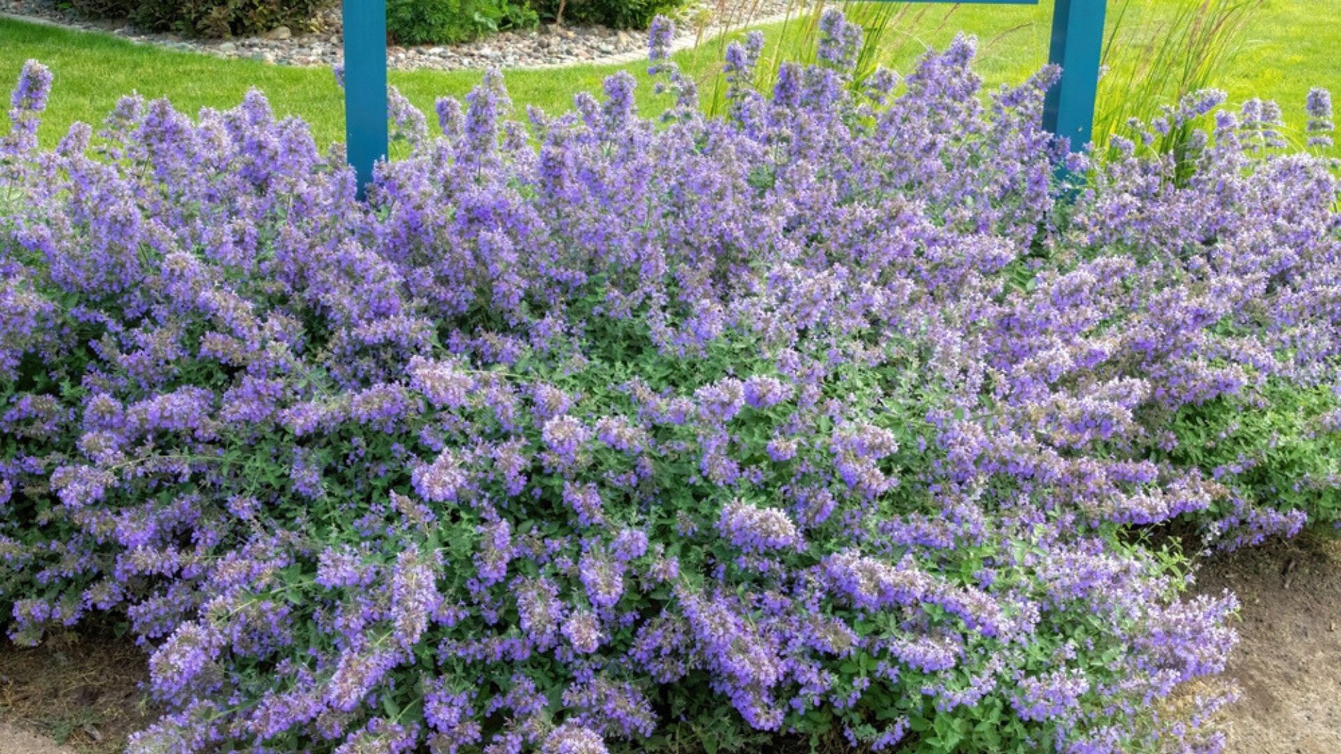 33 Plants That Thrive Next To Catmint