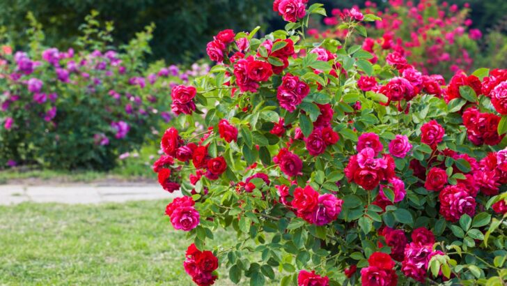 Trees That Complement Roses 35 Plants That Will Perfectly Complement Your Roses