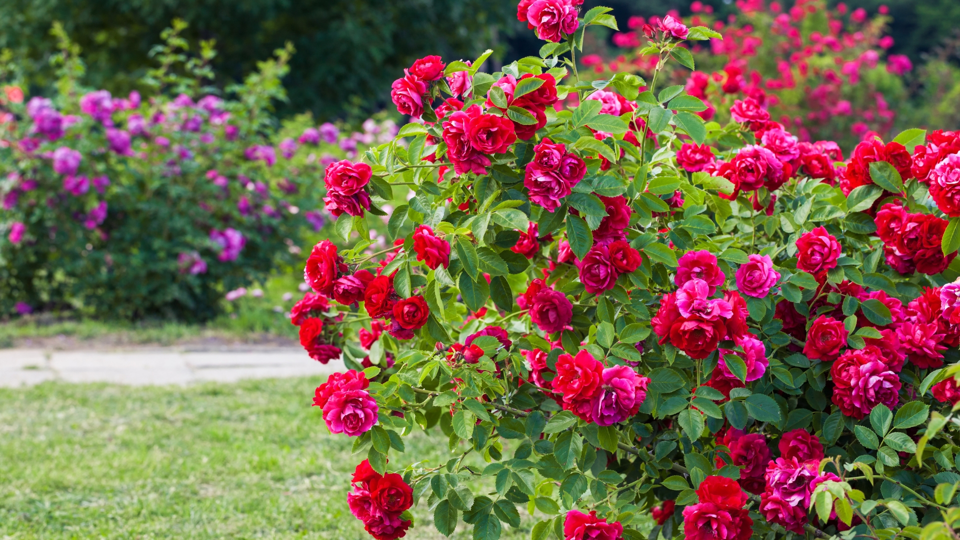 33 Plants That Will Perfectly Complement Your Roses