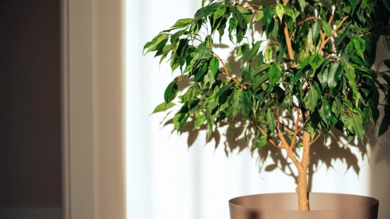 ficus tree in pot