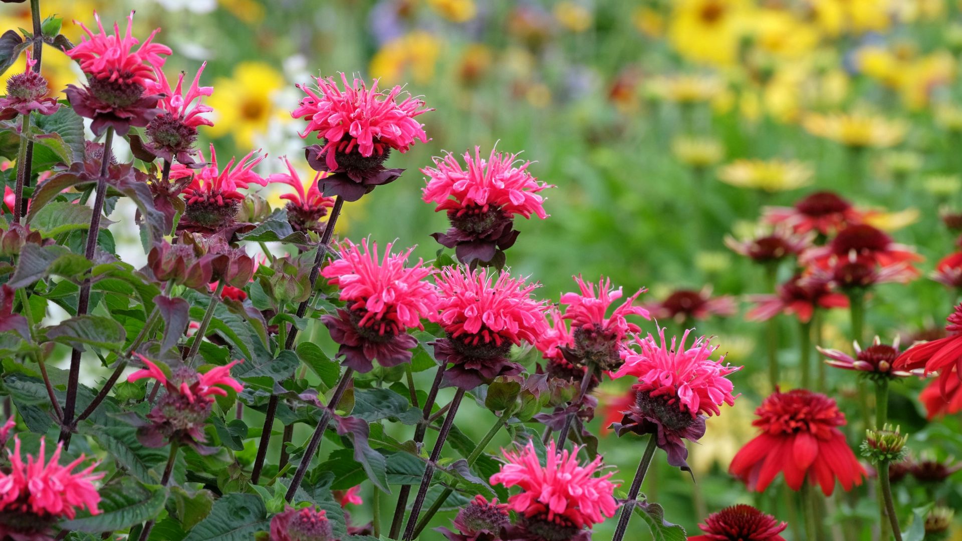 33 Plants You Shouldn’t Grow Next To Bee Balm