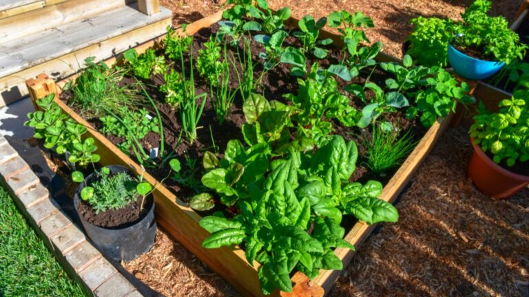 vegetable garden in sun