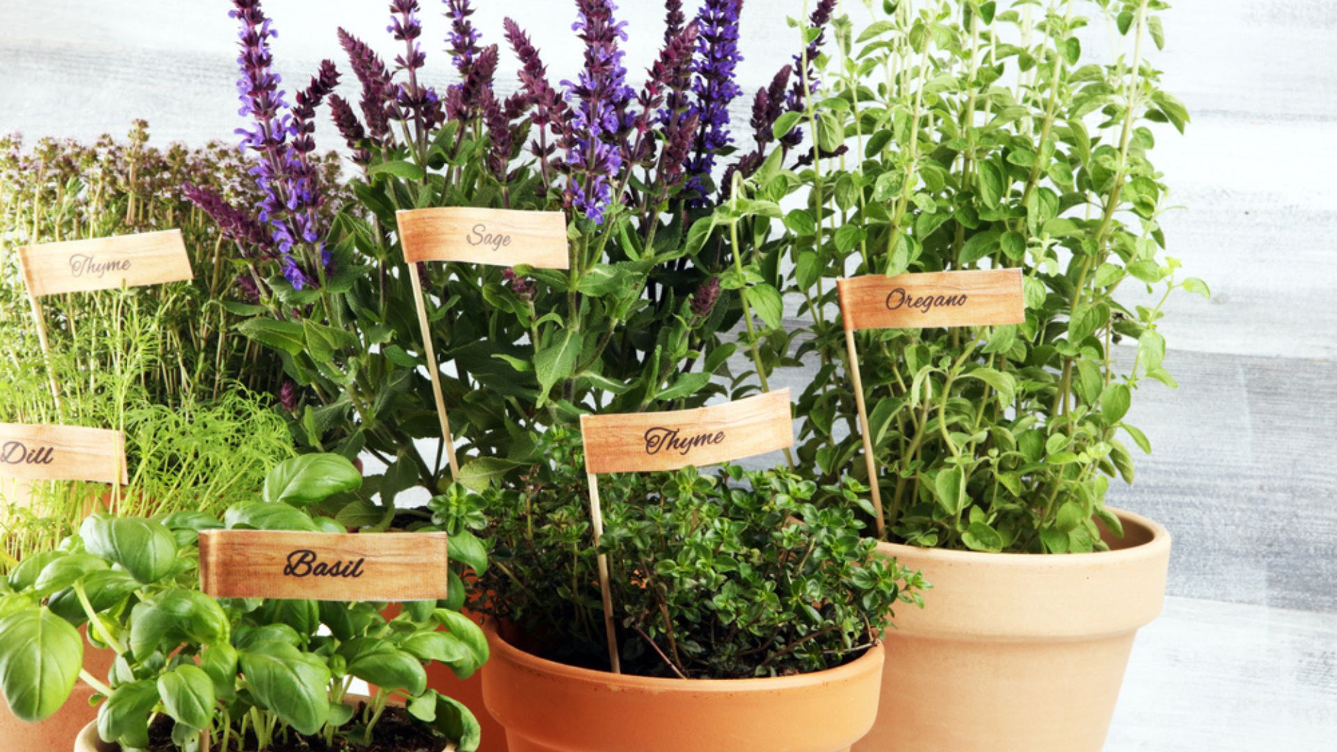 herbs in pots