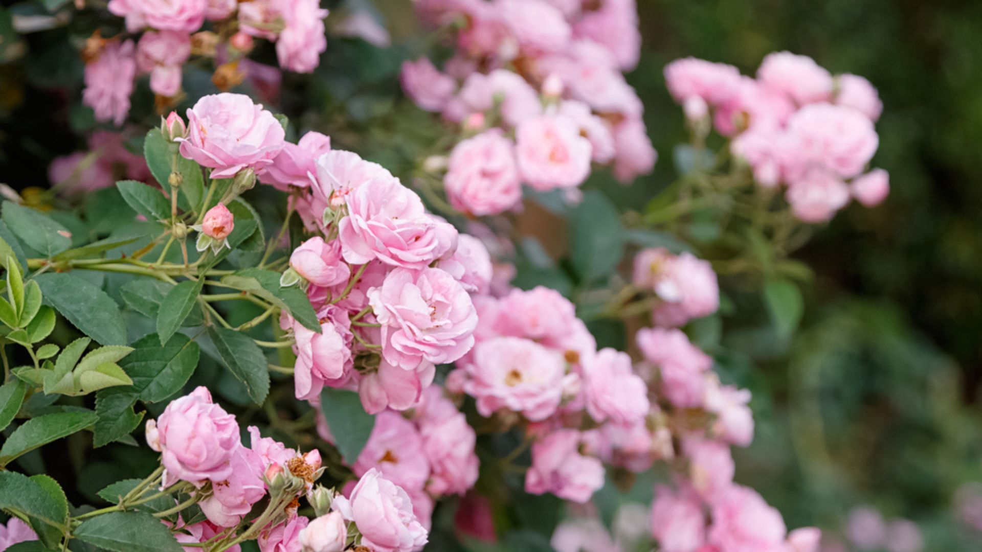 33 Stunning Plants To Transform Your Front Yard