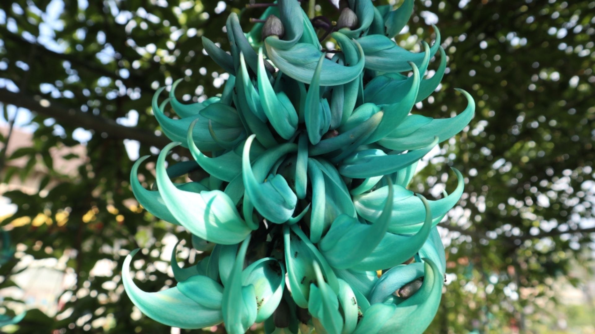 jade vine