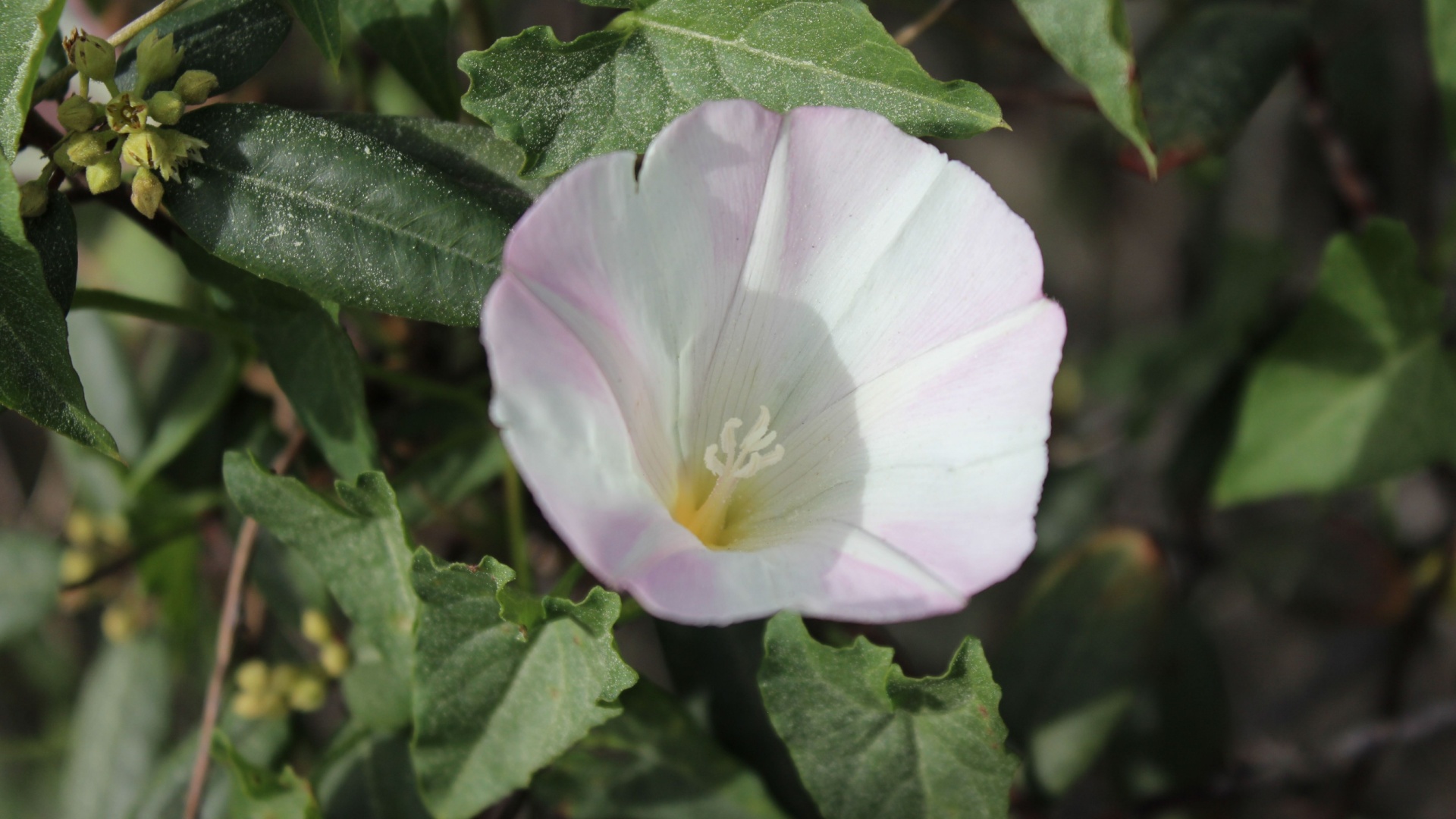 weeds in garden