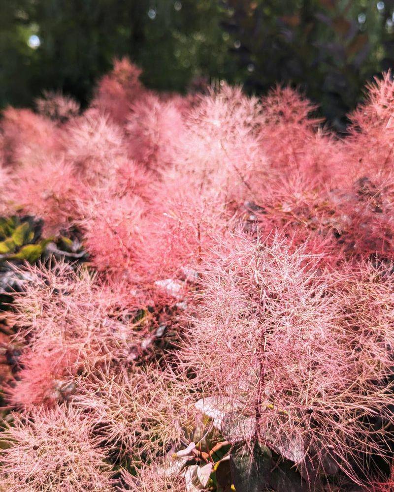 33. Smoke Bush