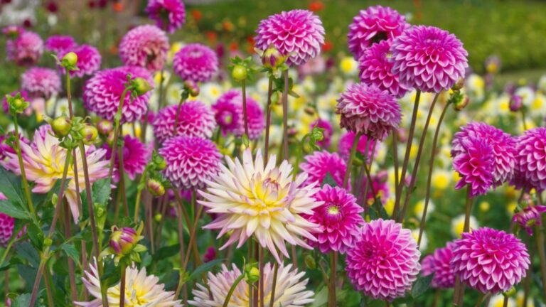 dahlias in garden