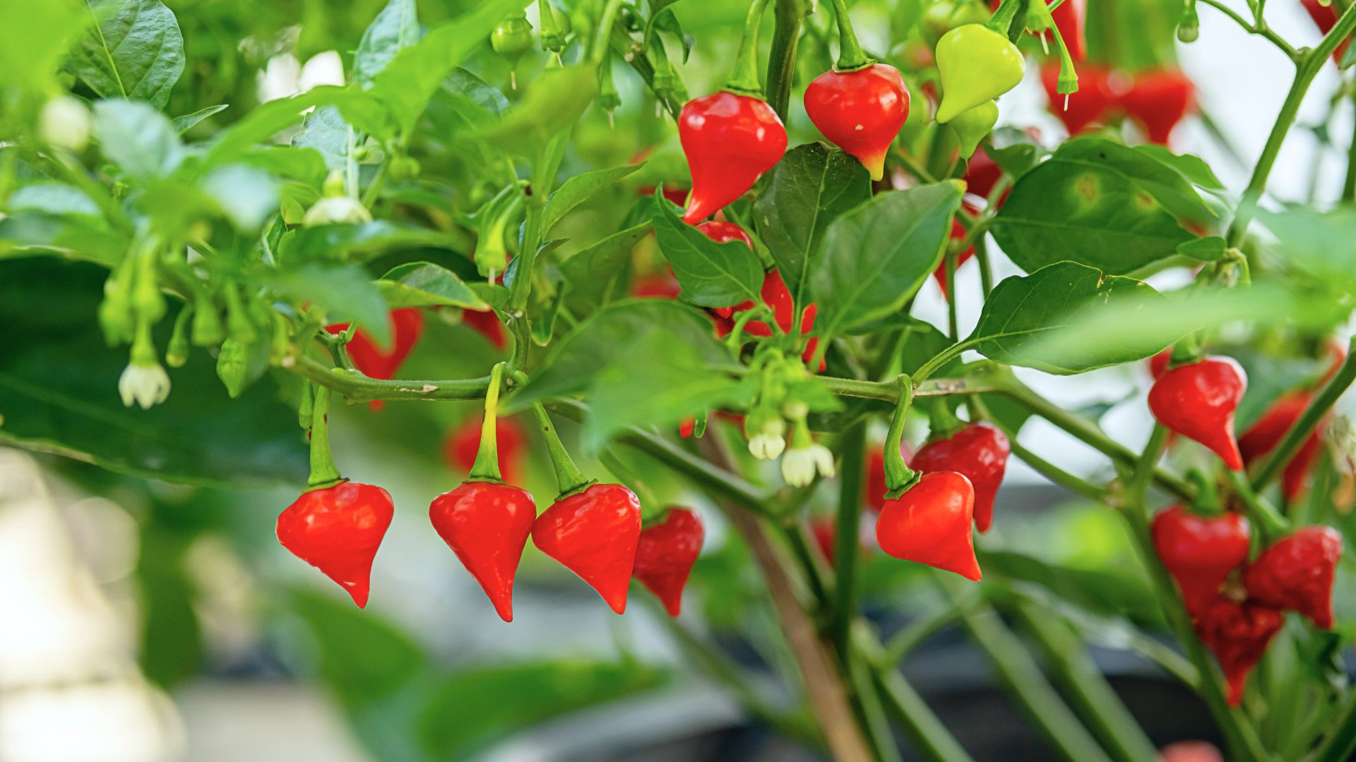 mini peppers on plant