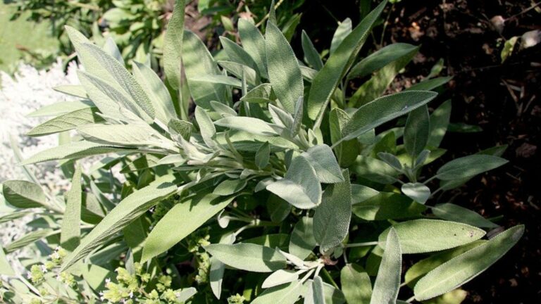 texas sage plant