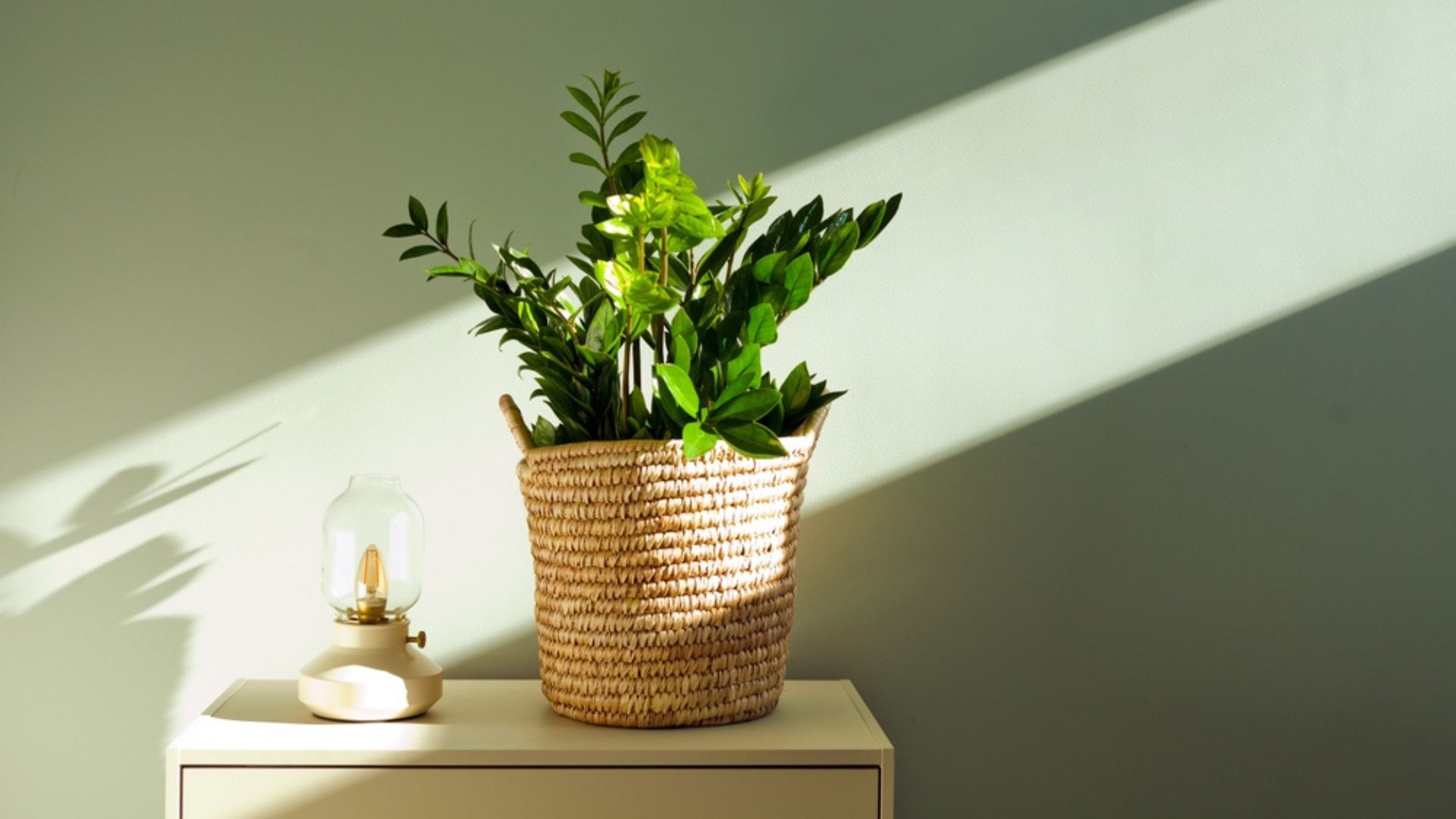 35 Feng Shui Plants For Your Living Room — What To Pick To Bring Positive Energy Into This Important Space