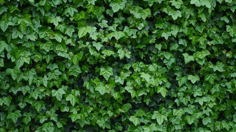 english ivy plant