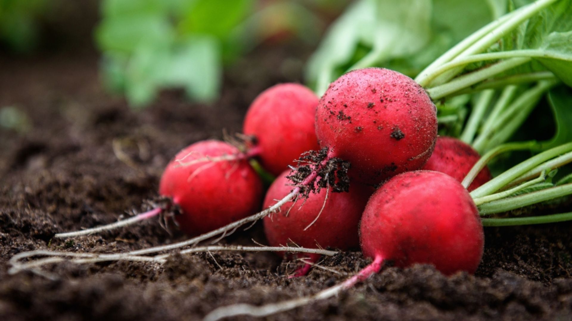 radishes in garden