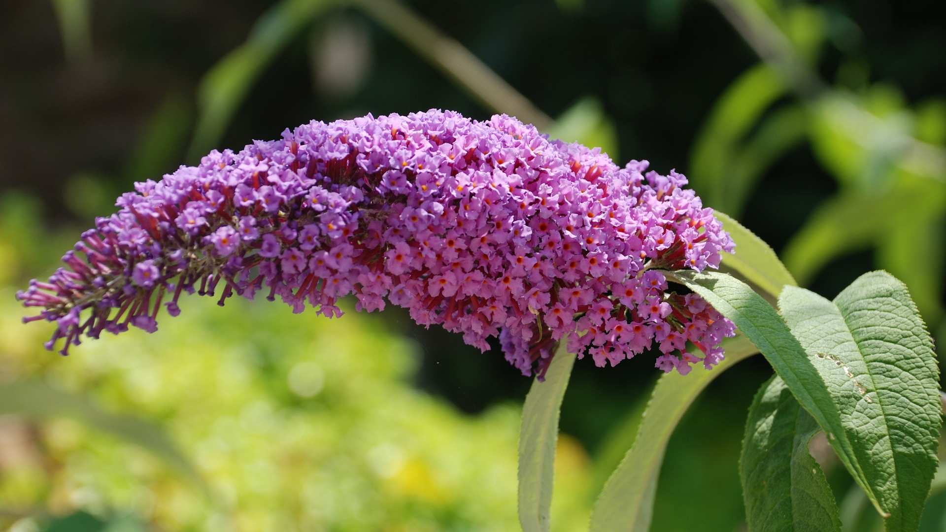 Flowering Bush