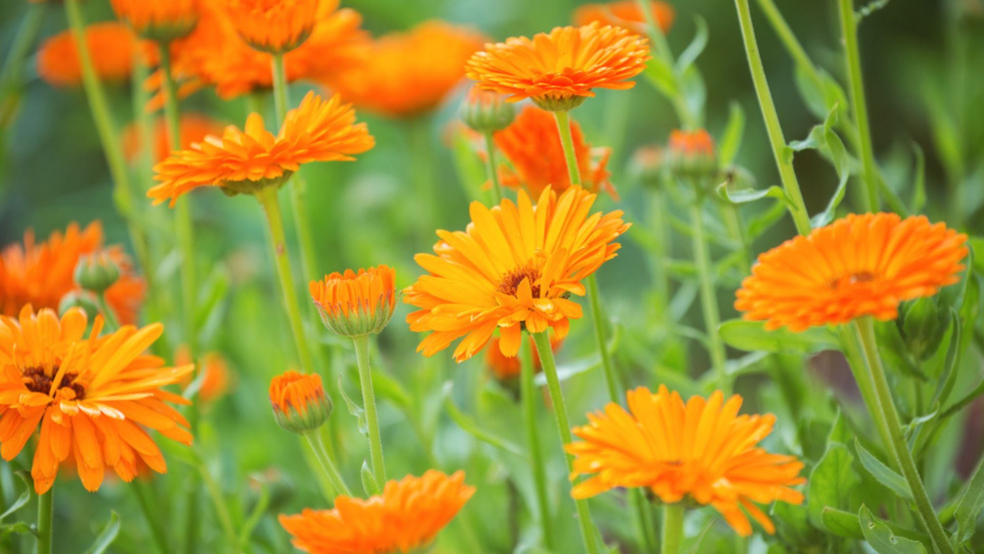 38 Orange Flowers To Grow In Your Garden