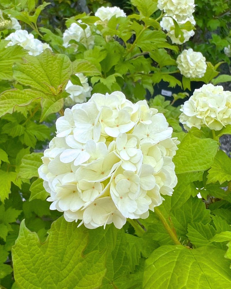 4. Viburnum