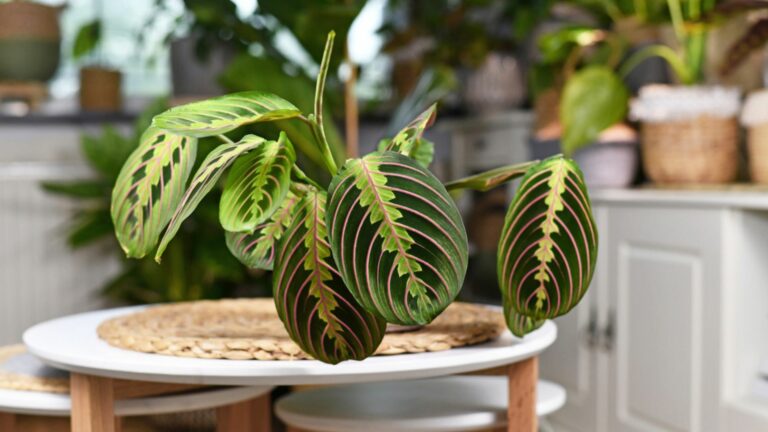 calathea plant in pot on table