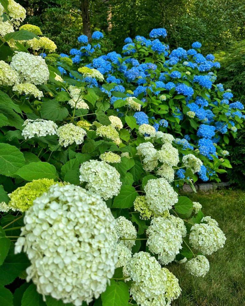 5. Hydrangea