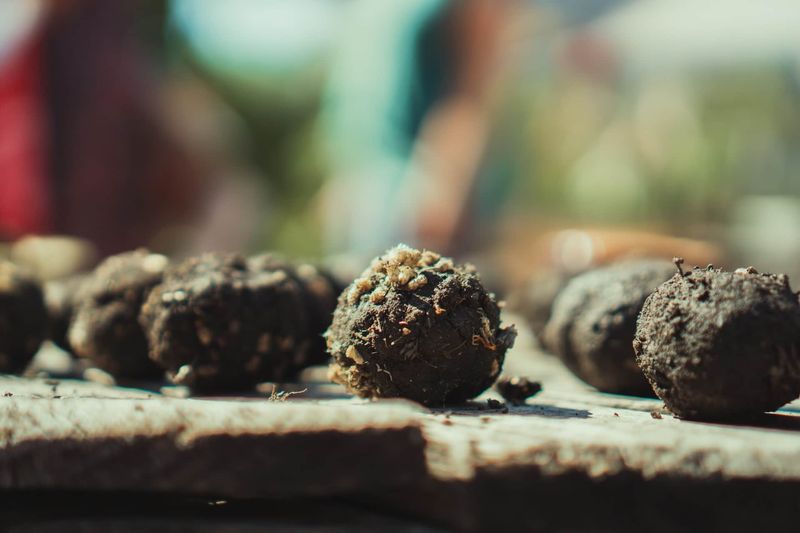 6. Seed Bombs for Guerrilla Gardening