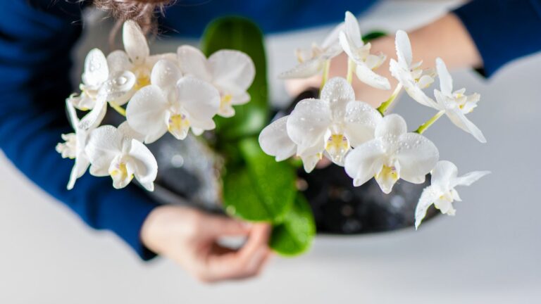 caring for orchids
