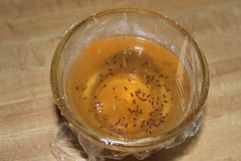 7. Fruit Fly Trap