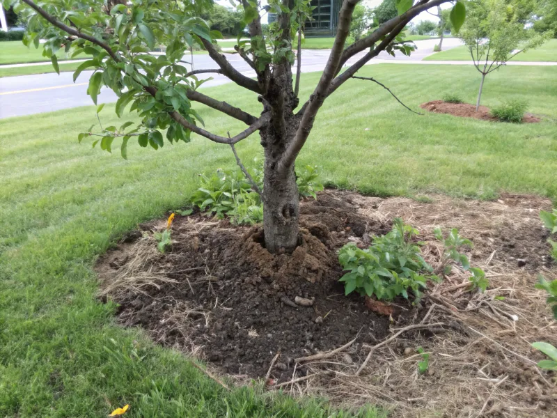 9. Failing To Mulch Properly