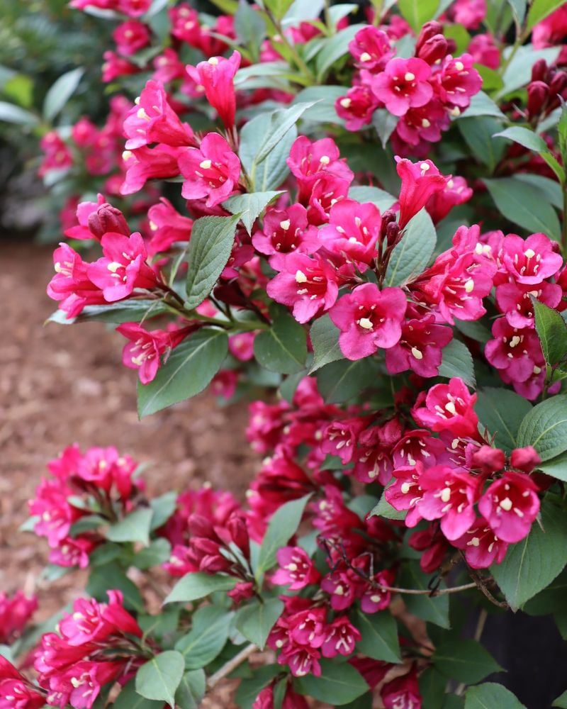 9. Weigela