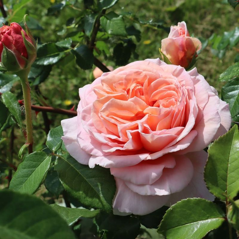 Abraham Darby Rose