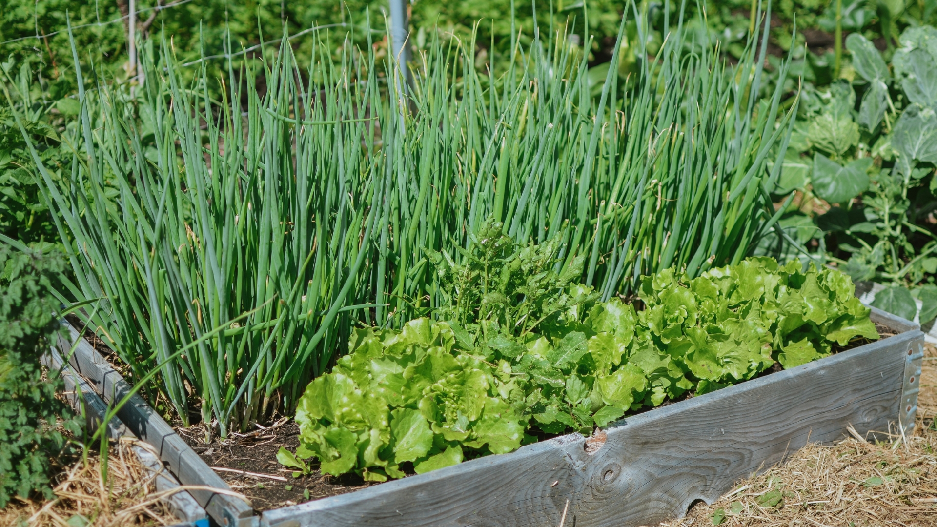 Planted green onions and lettuce leaves in a garden bed for food