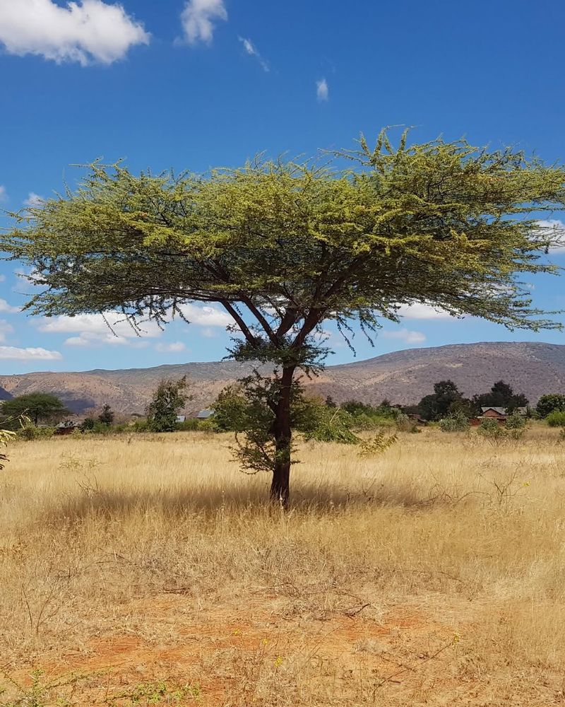 Acacia Tree