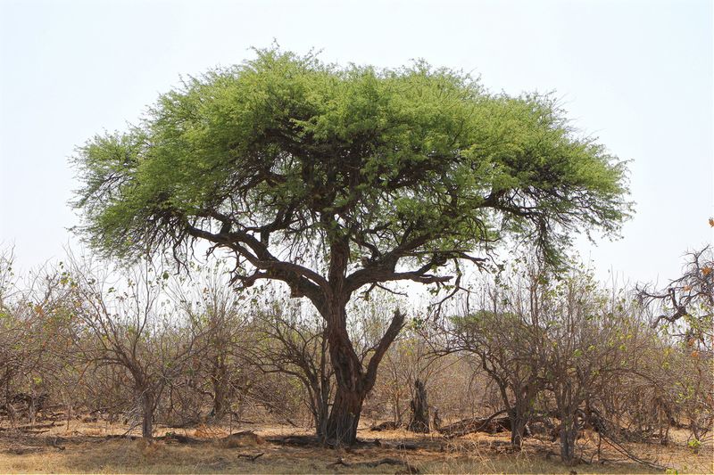 Acacia