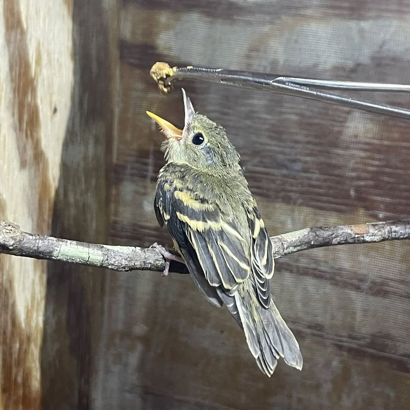 Acadian Flycatcher