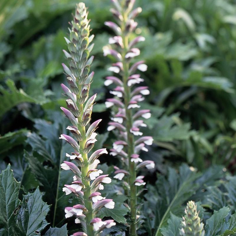 Acanthus