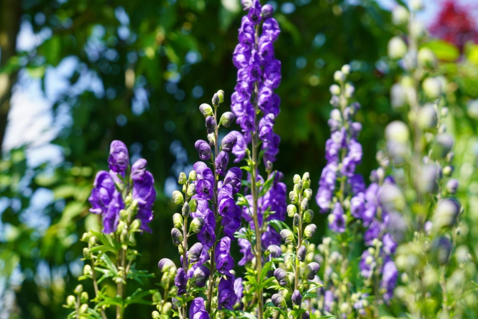 Aconitum