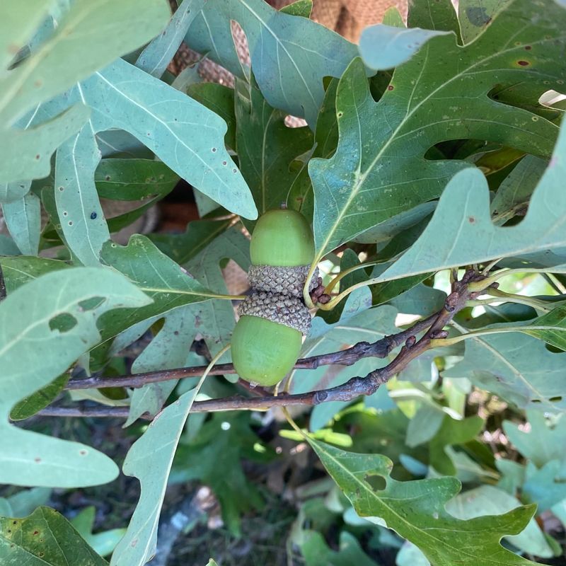 Acorns (Quercus)