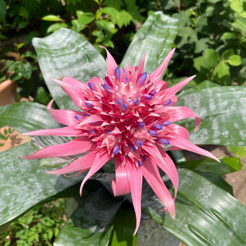 Aechmea Fasciata