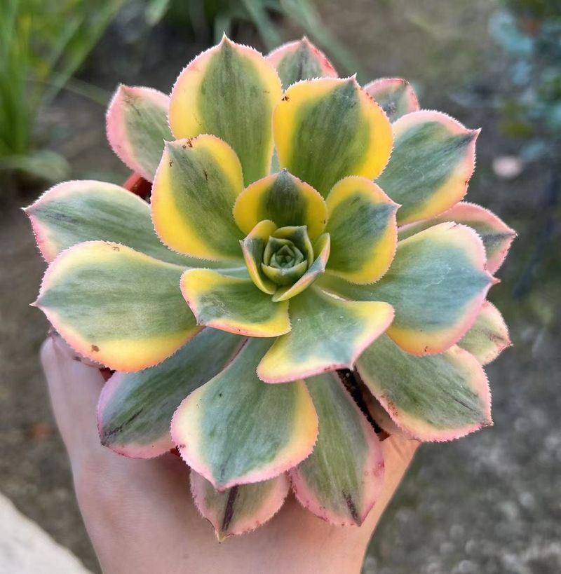 Aeonium ‘Sunburst’