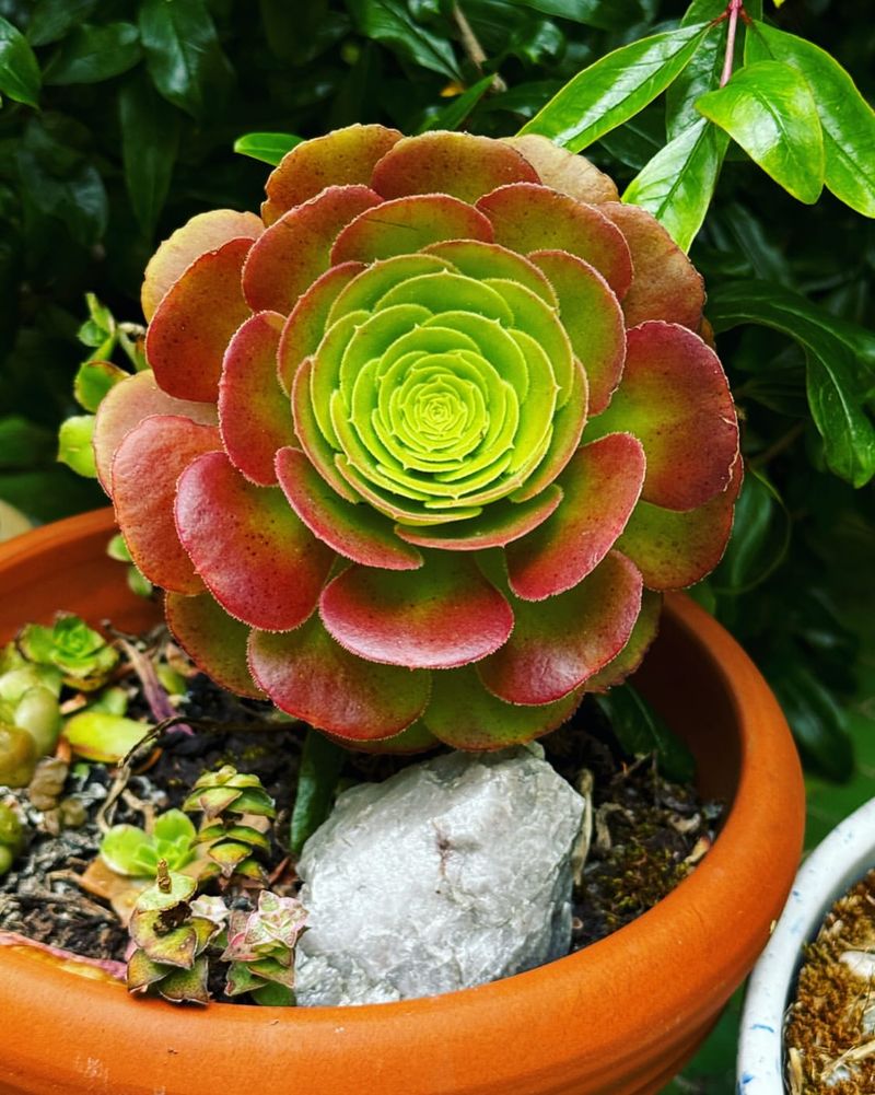 Aeonium Arboreum