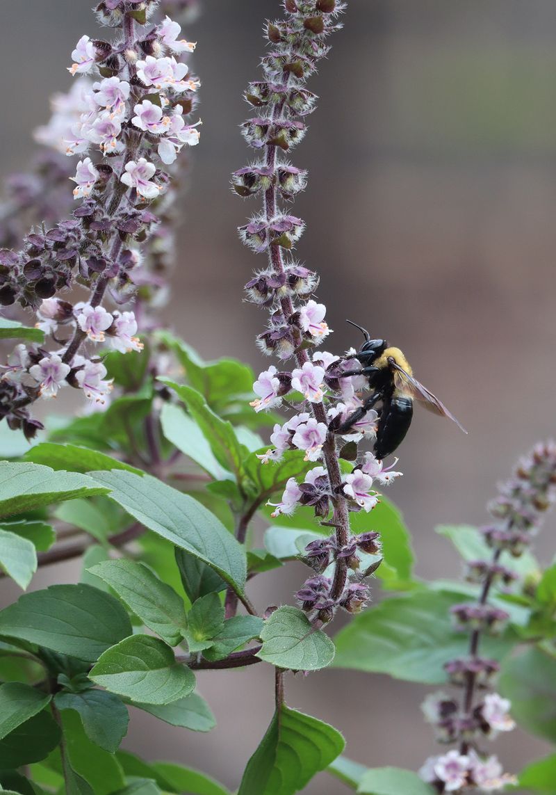 African Blue Basil