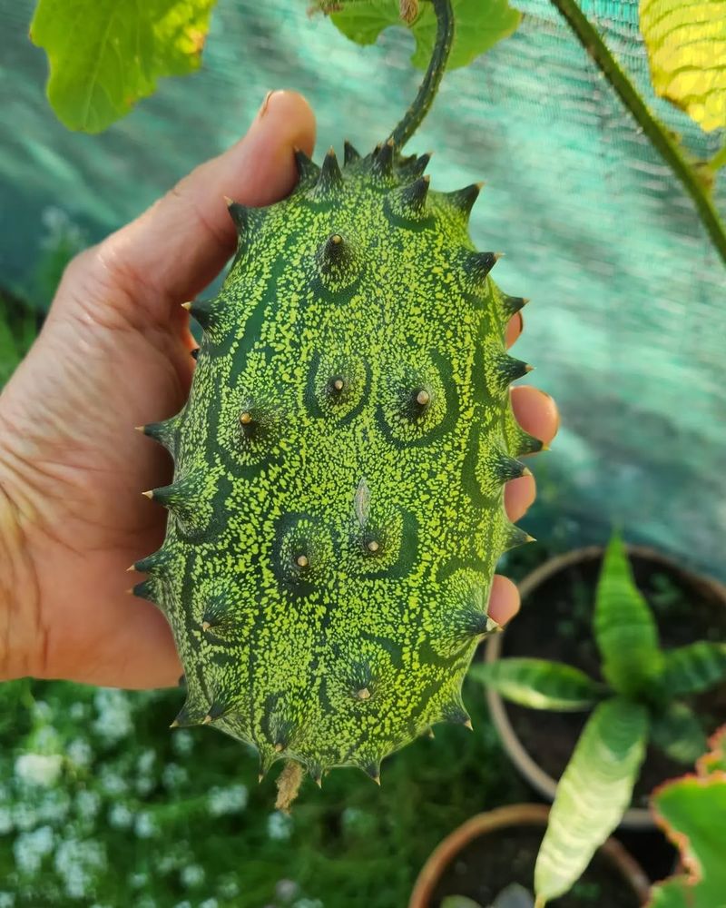 African Horned Cucumber