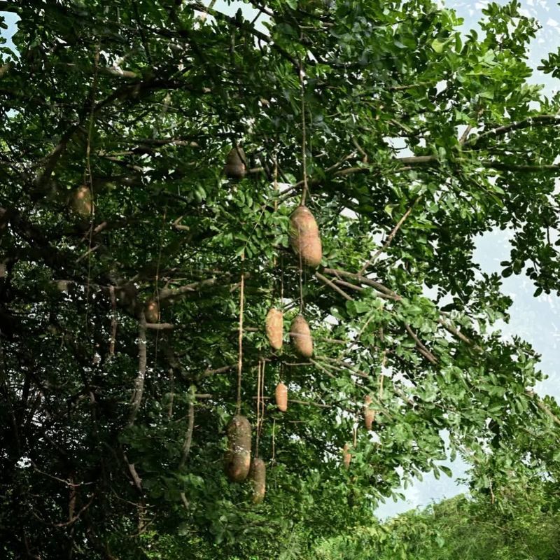 African Sausage Tree