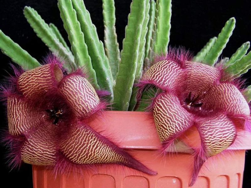 African Starfish Flower