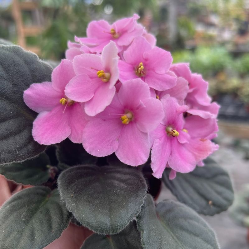 African Violet