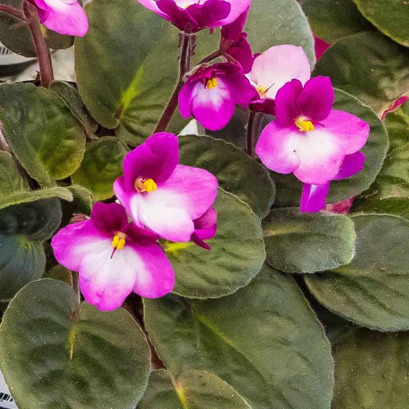 African Violet