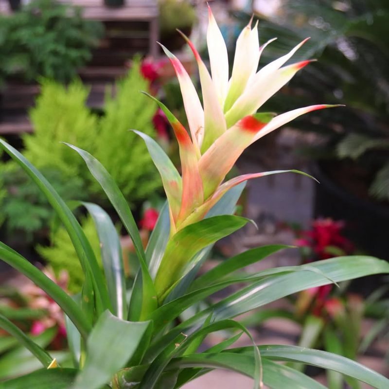 Bromeliad