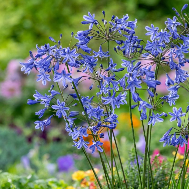 Agapanthus