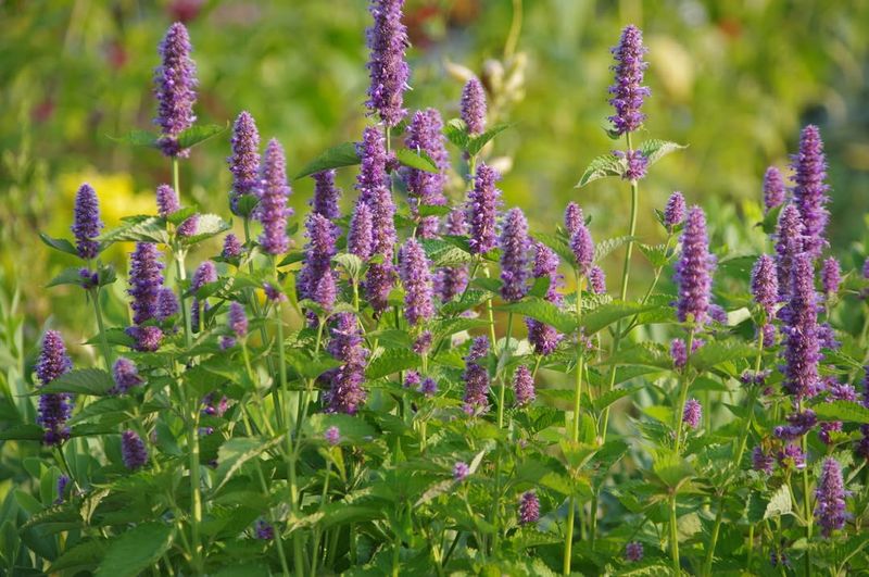 Agastache