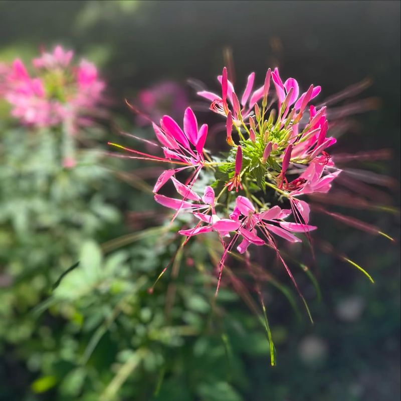 Cleome