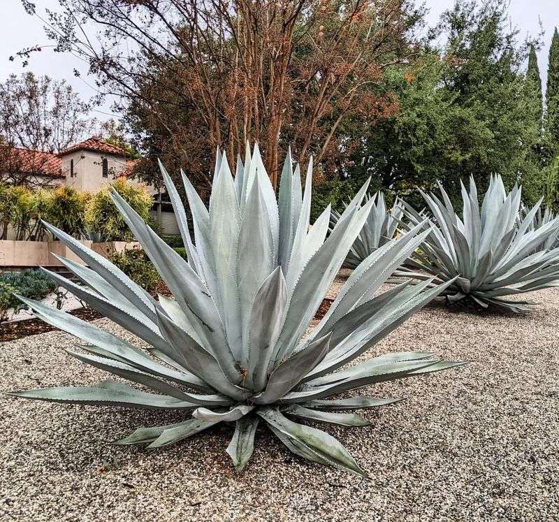 Agave